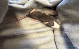 Rat rodents for sale: Dwarf Rats  - Image 18