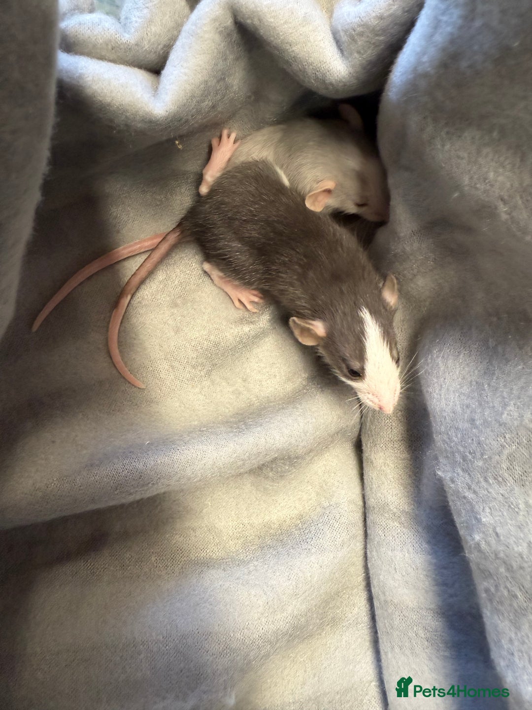 Rat rodents for sale: Dwarf Rats  - Image 18
