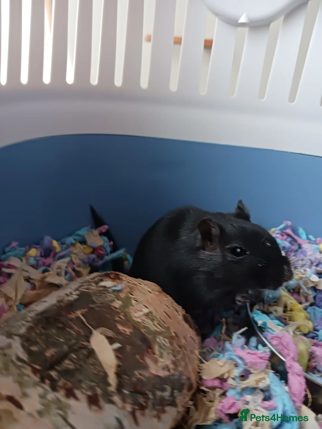 Gerbil rodents for sale: Female ( alpha) Gerbil in London - Advert 1