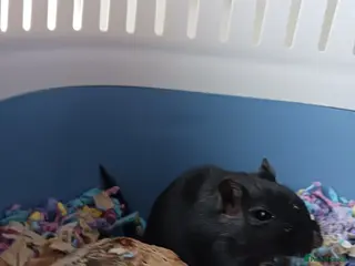 Gerbil rodents Female ( alpha) Gerbil - Advert 3