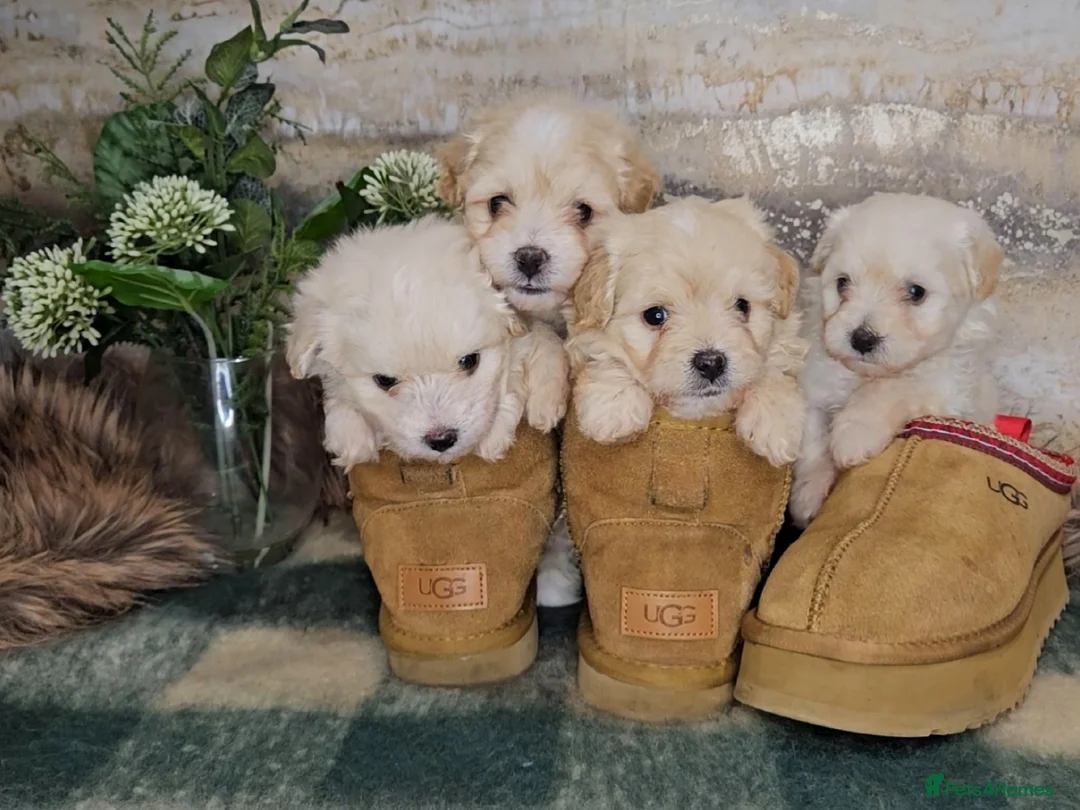 Maltipoo dogs for sale: Exceptional TINY toy🧸 Japanese X Asian Maltipoos - Advert 11