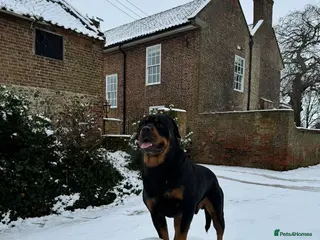 Rottweiler dogs Rottweiler For Stud - Advert 1