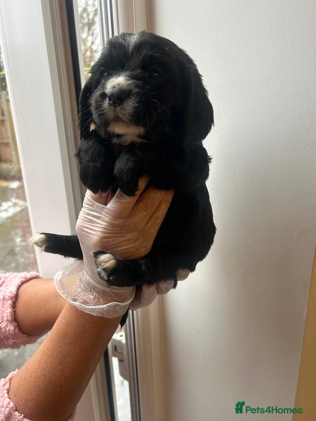 Cocker Spaniel dogs for sale: K C registered Cocker spaniel puppies  - Advert 25