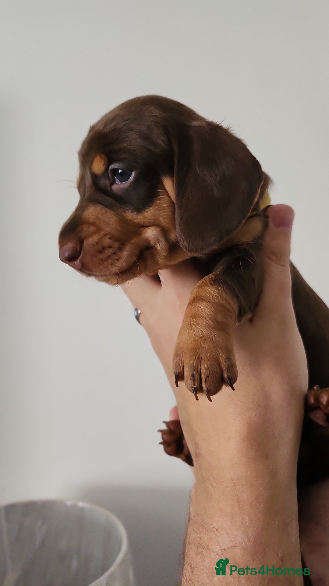 Miniature Dachshund dogs for sale: Mini choc and tan dachshund puppies in Congleton - Image 7