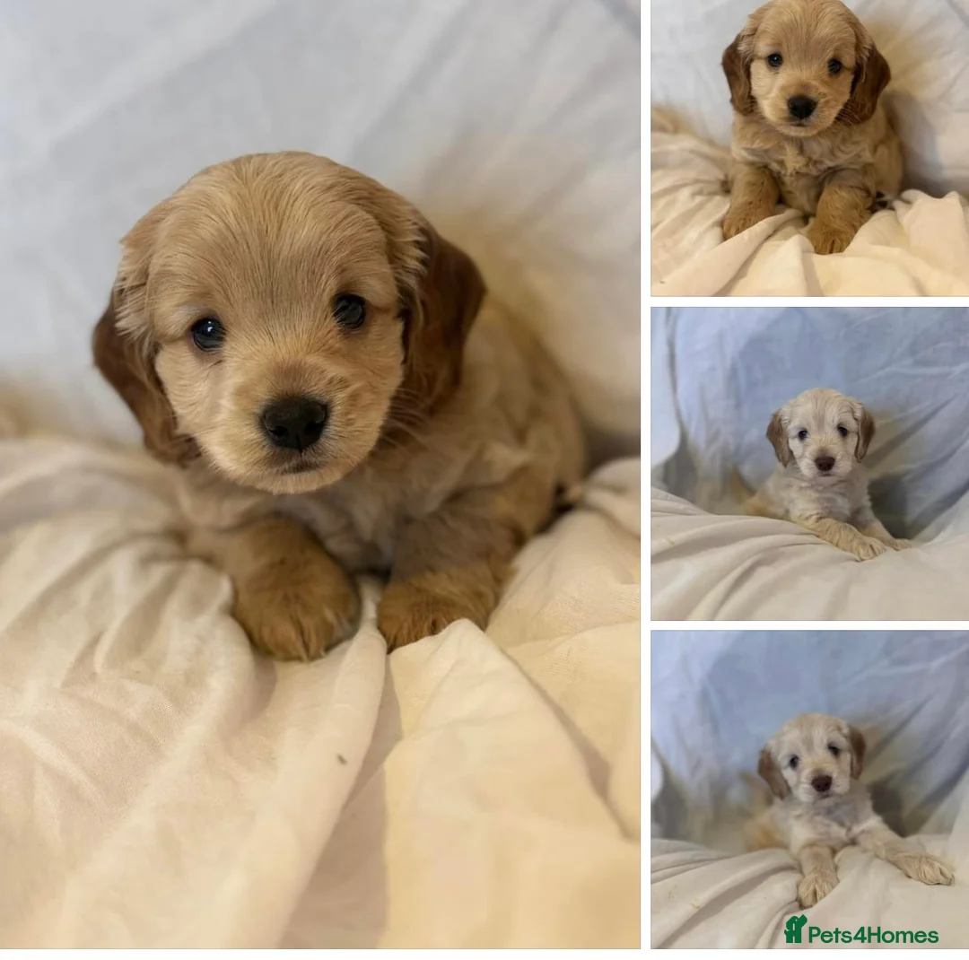 Cockapoo dogs for stud: Beautiful apricot cockapoo for stud in Hartlepool - Advert 18
