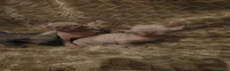 Sphynx cats for stud: TICA Registered Canadian Sphynx Male for Stud - Advert 3