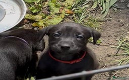 Labrador Retriever dogs for sale: Black Labrador Retriever Pups - Image 10