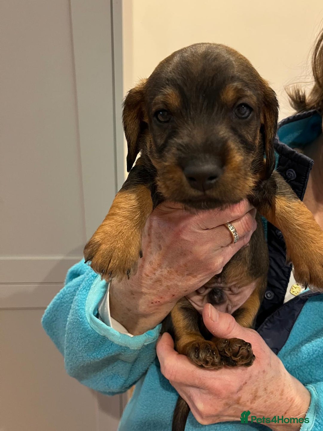 Dachshund dogs for sale: Standard Wire Haired Dachshund puppies - Advert 11