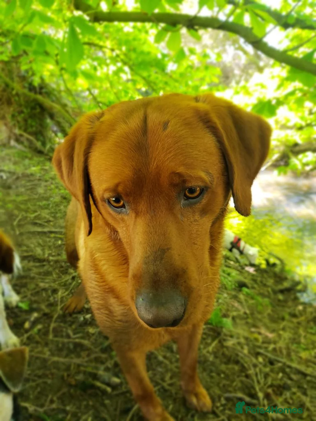 Labrador Retriever dogs for stud: Fox Red Stud Dog, Kennel Club Registered in Chelmsford - Advert 9