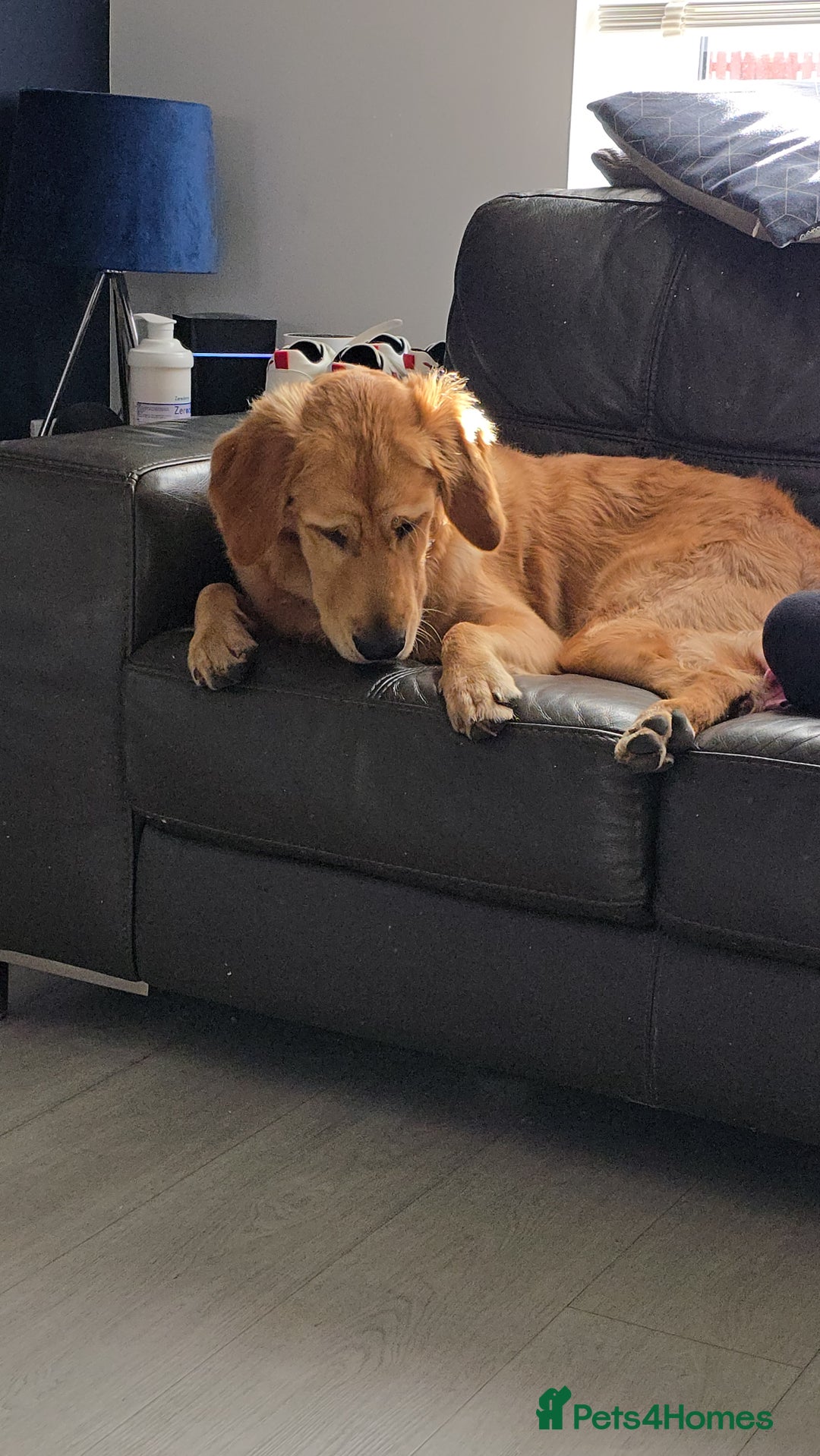 Golden Retriever dogs for sale: 9month Golden Retriever  - Image 5