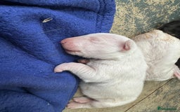 English Bull Terrier dogs for sale: English Bull Terriers Champion Bloodlines  - Image 8