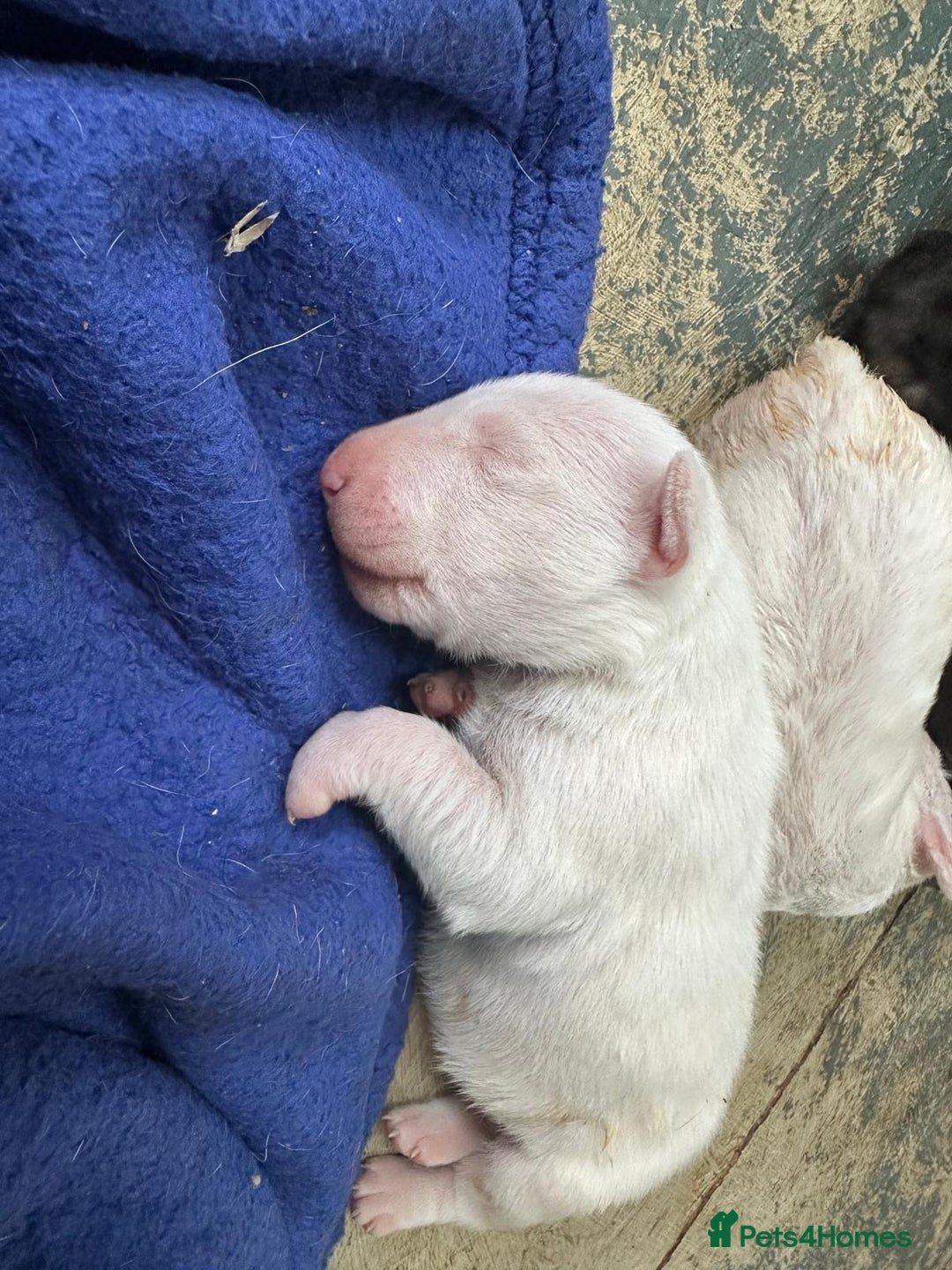 English Bull Terrier dogs for sale: English Bull Terriers Champion Bloodlines  - Image 8