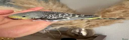 Budgerigars birds for sale: Hand Tame male baby budgies   - Advert 12