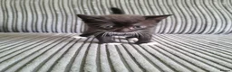 British Shorthair cats for sale: 5 kittens for sale  - Advert 2