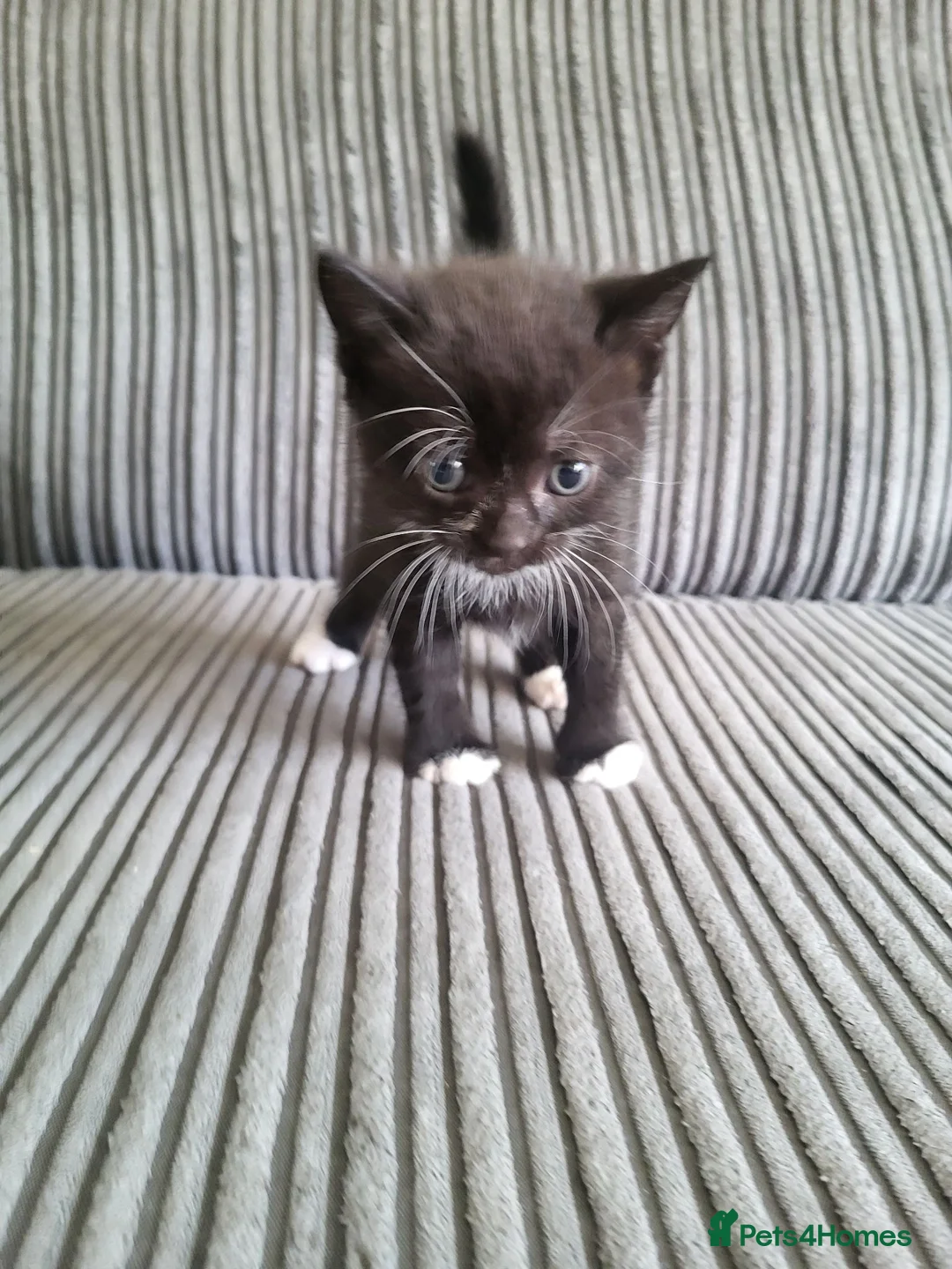 British Shorthair cats for sale: 5 kittens for sale  - Advert 2