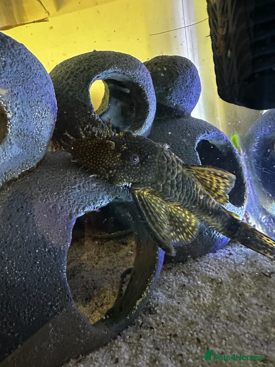 Plecos fish for sale: Pleco for rehoming in ELY - Advert 1