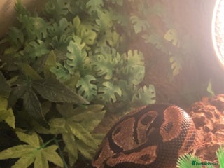 Python Snake reptiles - Advert 3