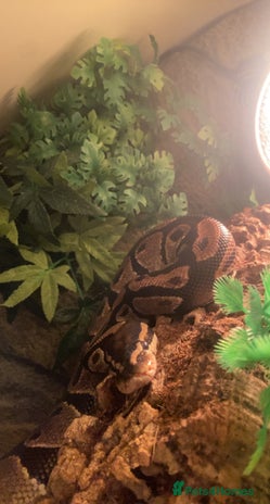 Python Snake reptiles - Advert 3