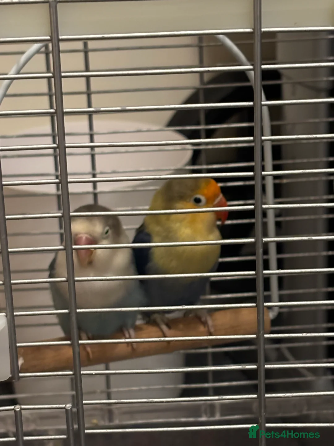 Lovebirds birds for sale: Two love birds with cage  - Advert 3