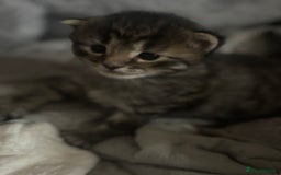 Mixed Breed cats for sale: Kittens  - Image 4