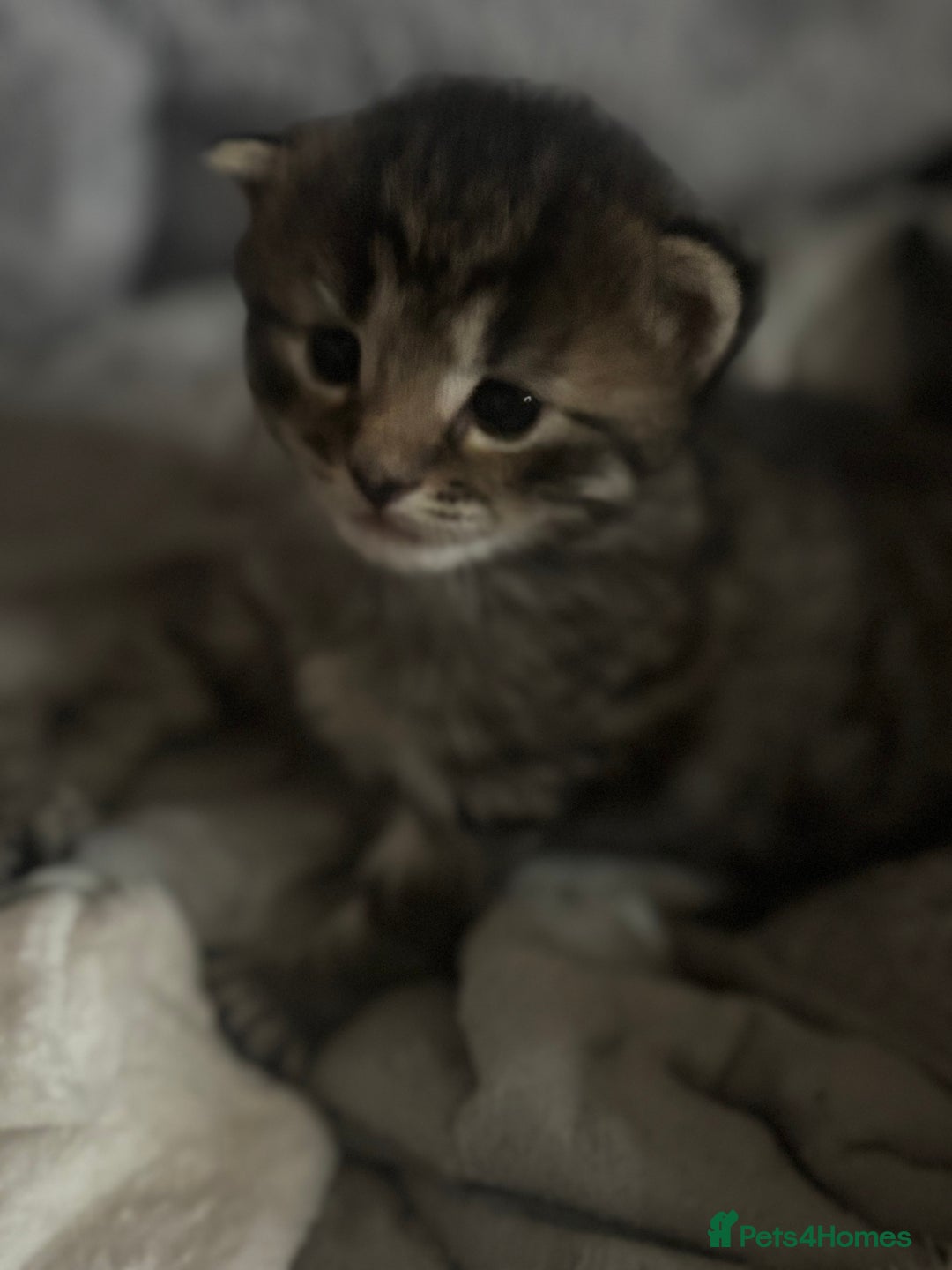 Mixed Breed cats for sale: Kittens  - Image 4