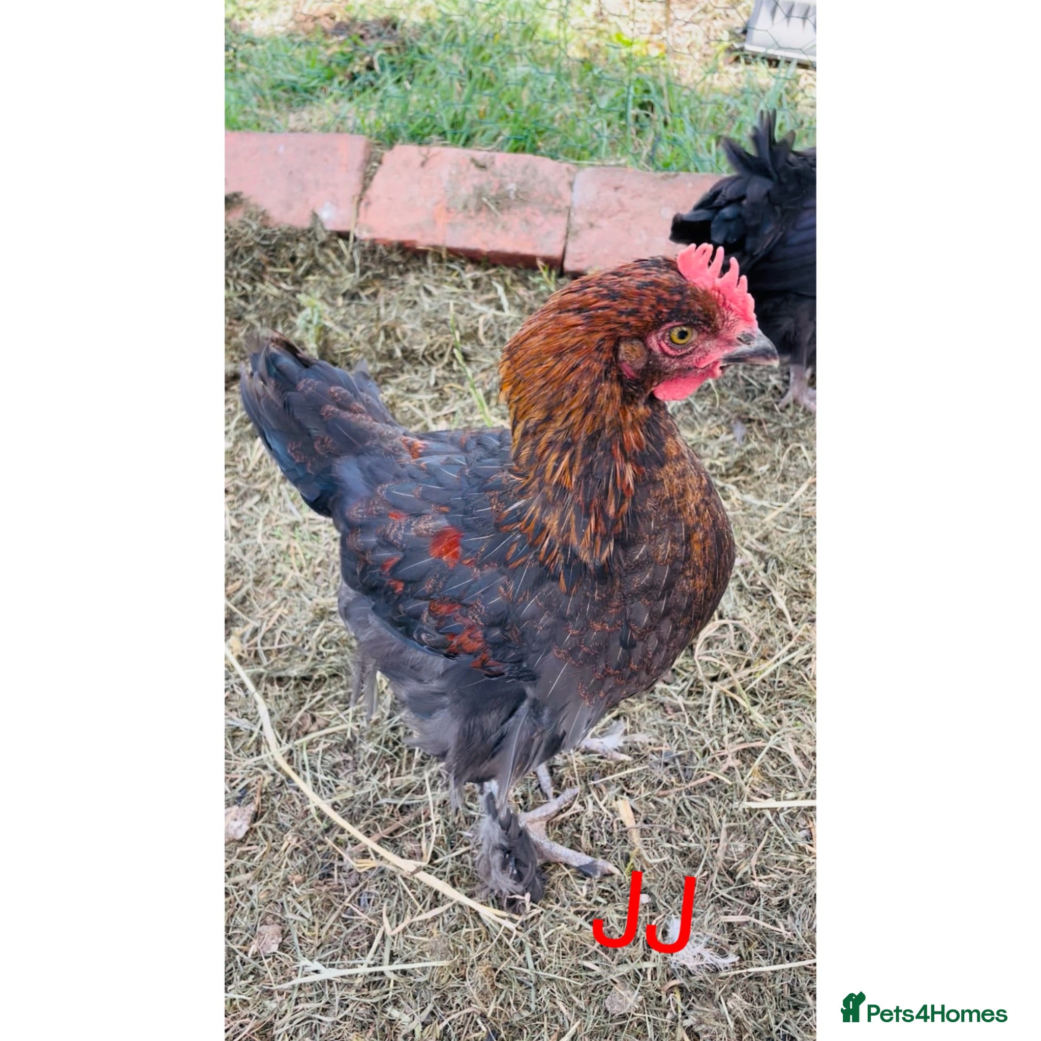 Chickens poultry Roosters free to good homes  - Advert 1