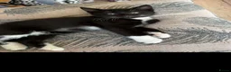 Mixed Breed cats for sale: 3 lovely kittens  - Advert 4