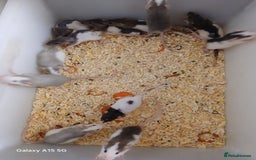 Rat rodents for sale: Baby Dumbo Rats Males and Females - Advert 5