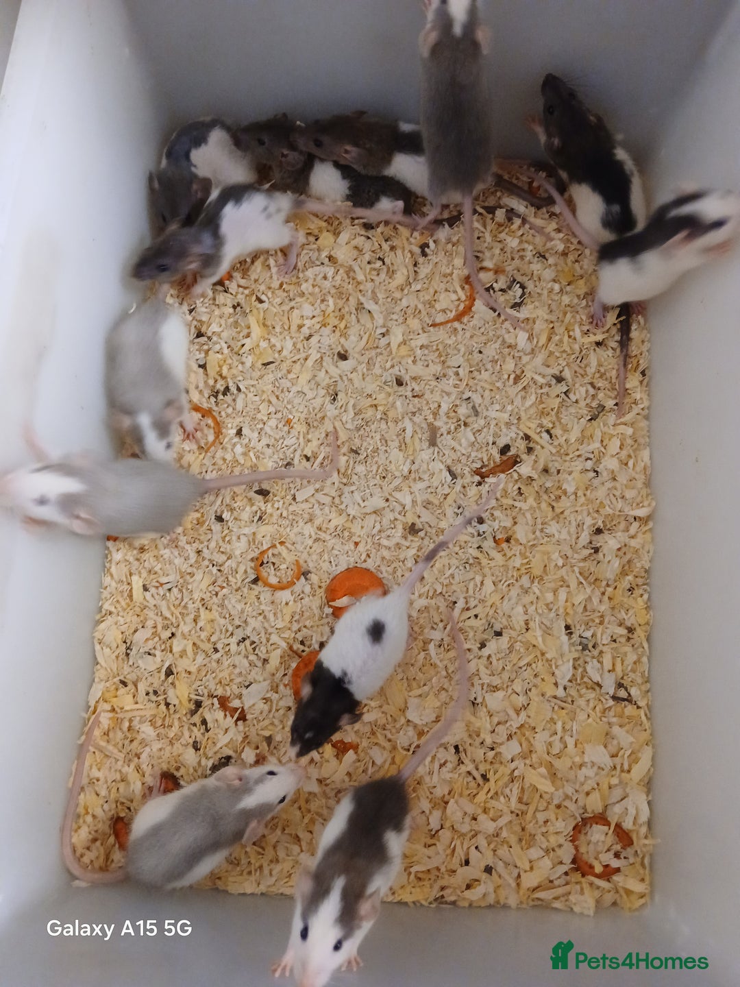 Rat rodents for sale: Baby Dumbo Rats Males and Females - Advert 5