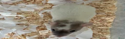 Rat rodents for sale: Baby dumbo rats for sale  - Advert 6