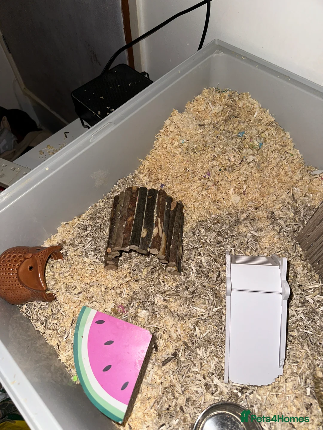 Hamster rodents for sale: Female Syrian hamster with cage - Advert 4