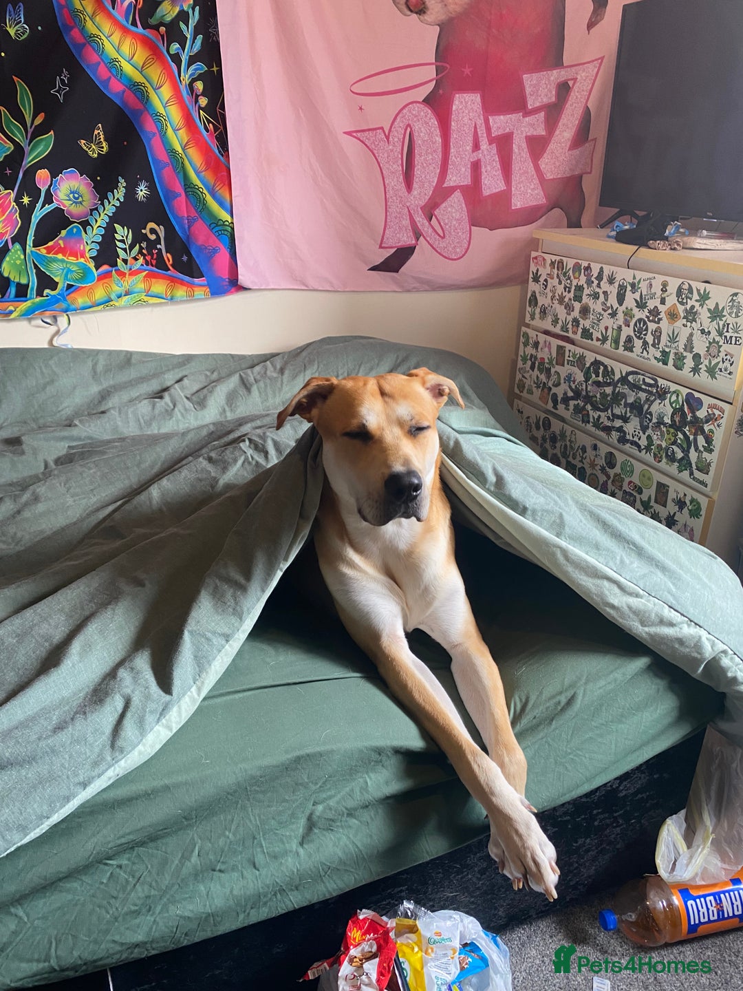 Mixed Breed dogs for sale: 2 y/o mastador/german shepherd  - Advert 4