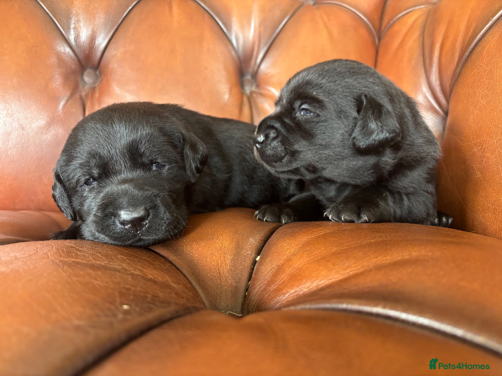 Labrador Retriever dogs Chunky show Labrador Puppies  - Advert 3