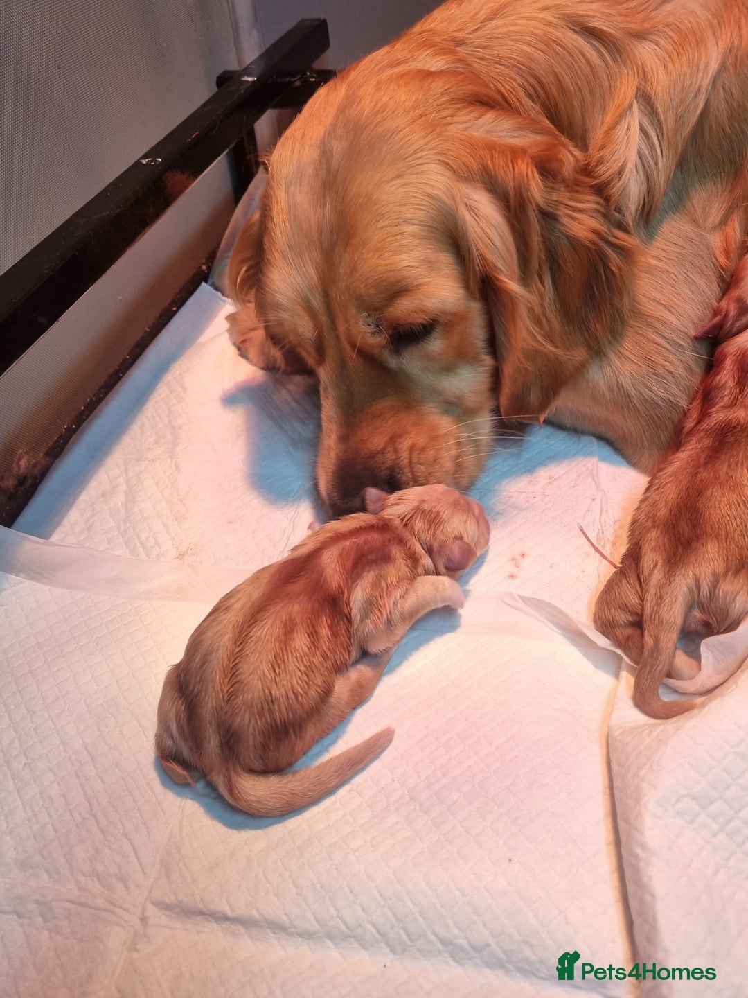 Golden Retriever dogs for sale: Stunning KC Registered Golden Retriever Puppies  - Advert 7