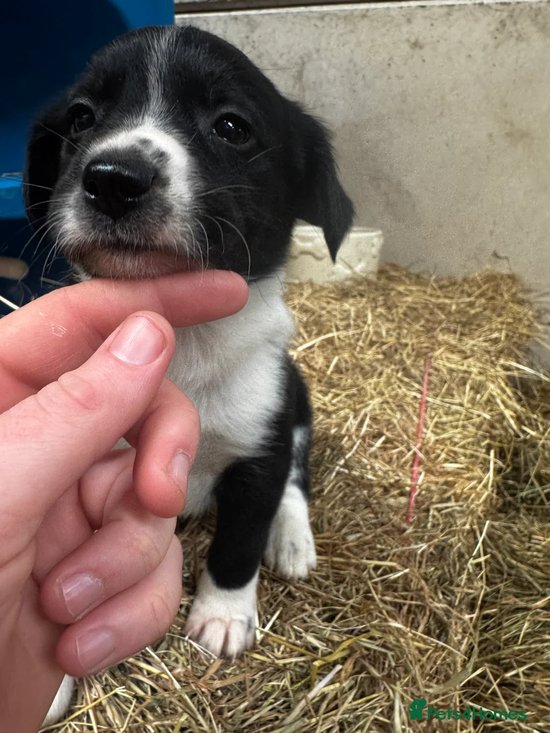 Sprollie dogs for sale: Beautiful Sprollie puppies - Advert 11