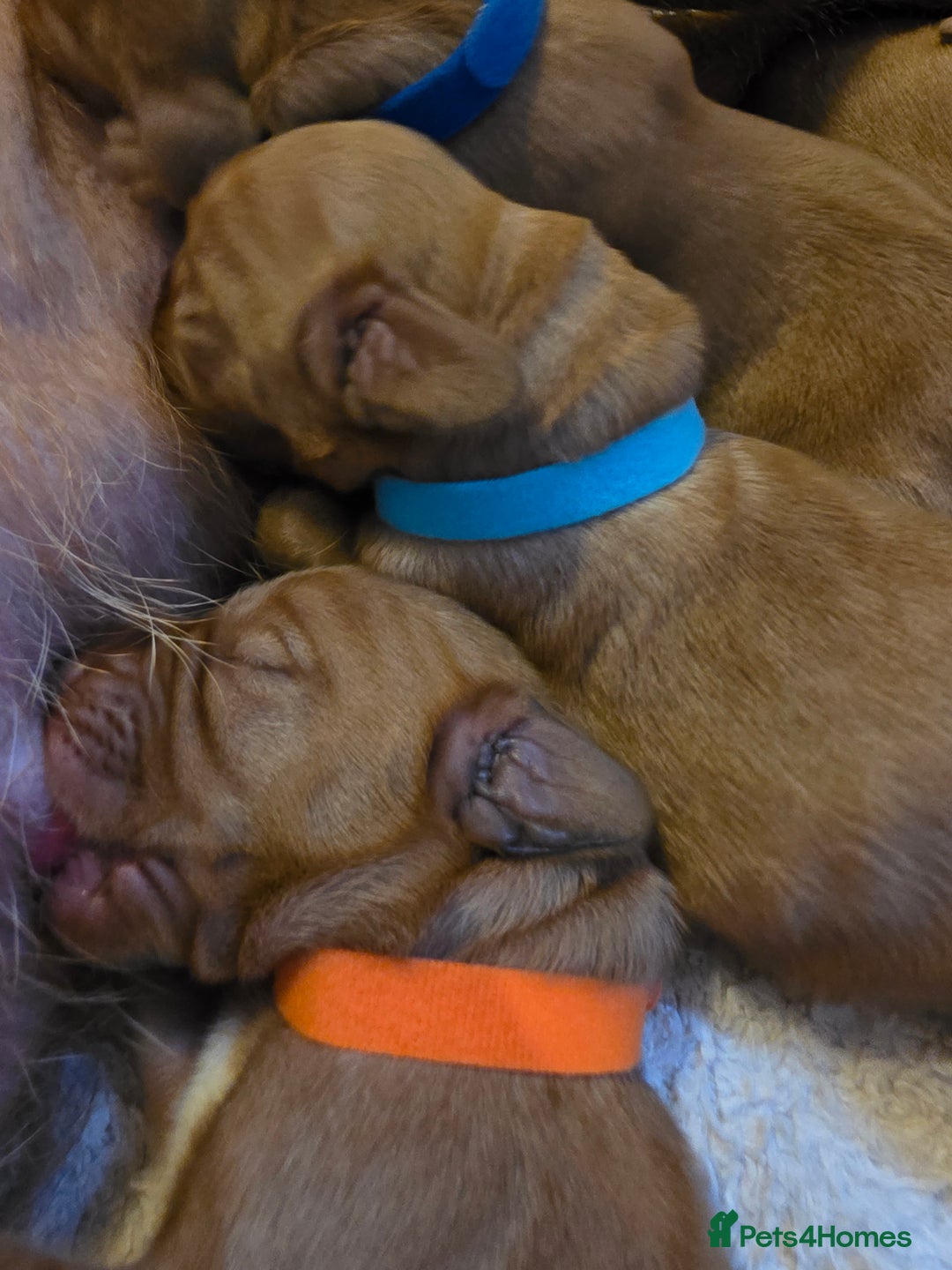 Mixed Breed dogs for sale: Hungarian vizsla cross cocker spaniel puppies - Advert 7
