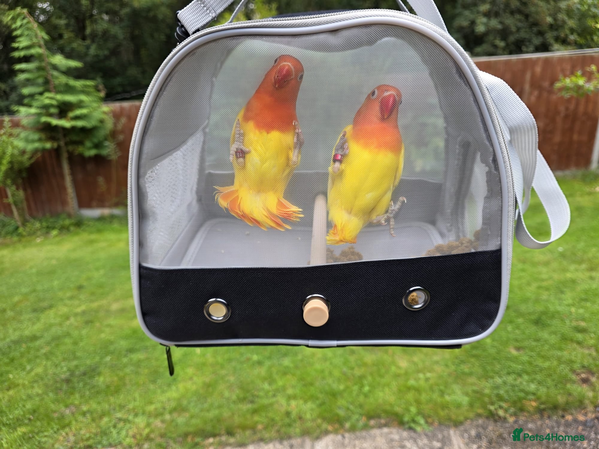 Lovebirds birds Lovebirds from newly hatched to Breeder Pairs - Advert 3