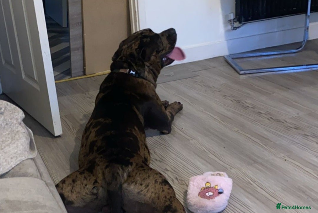 American Bulldog dogs for sale: 1 year old this mth(born Sept 24)American Bulldog - Image 4
