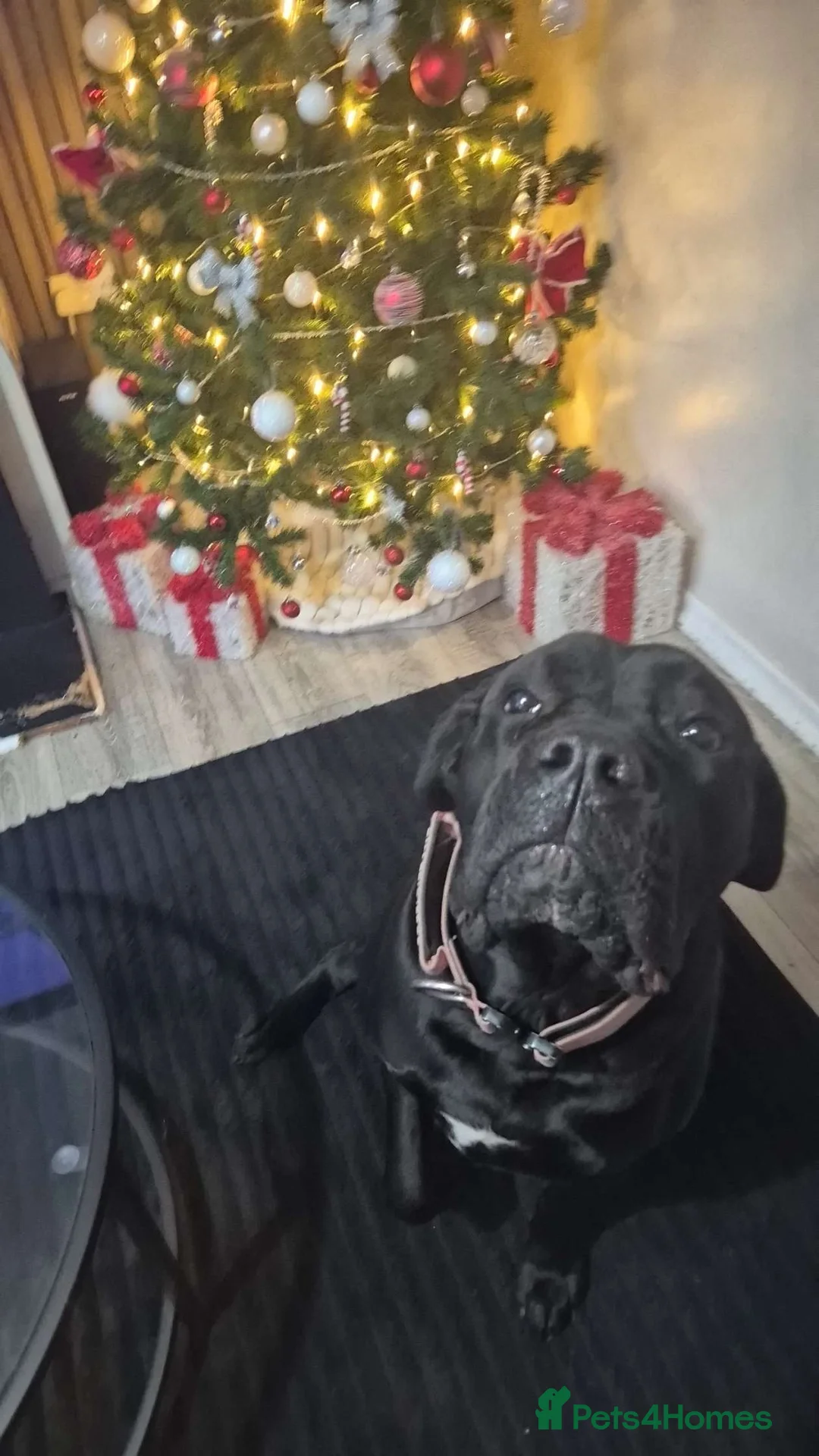 Cane Corso dogs for sale: 4 cane corso boys  in Ashton-under-Lyne - Advert 1
