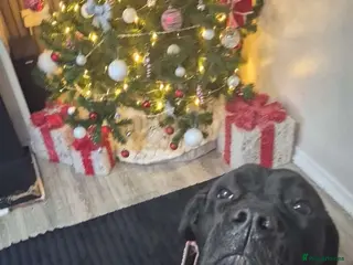 Cane Corso dogs 4 cane corso boys - Advert 3