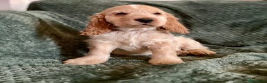 Cocker Spaniel Puppy 4