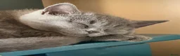 British Shorthair cats for sale: One lovely little blue BSH left, available now.  - Advert 7