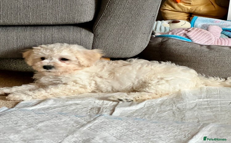 Cavachon dogs - Advert 2