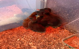 Ducks poultry for sale: 4 ducklings for sale still available  - Image 1