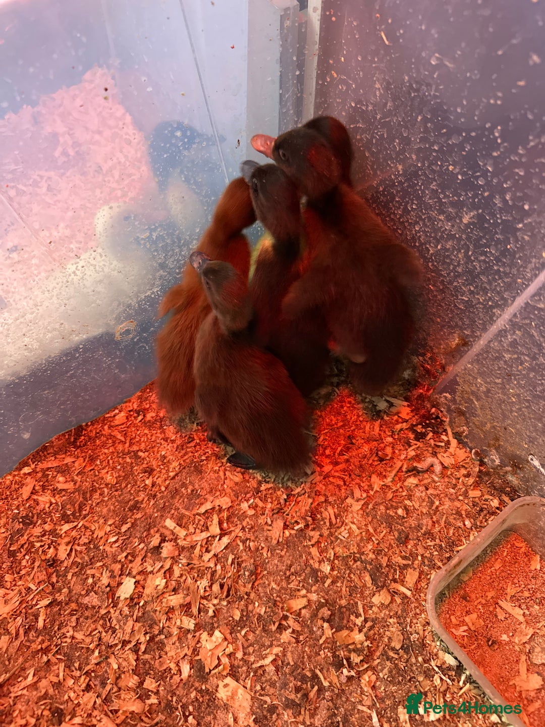 Ducks poultry for sale: 4 ducklings for sale still available  - Image 1