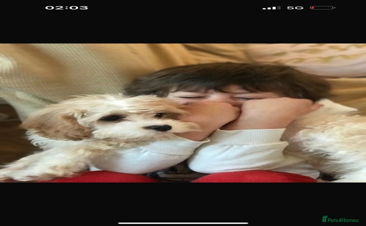 Mixed Breed dogs - Advert 1