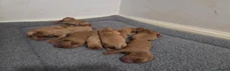 Labrador Retriever dogs for sale: KC Fox Red Labrador Puppies in Tavistock - Advert 7