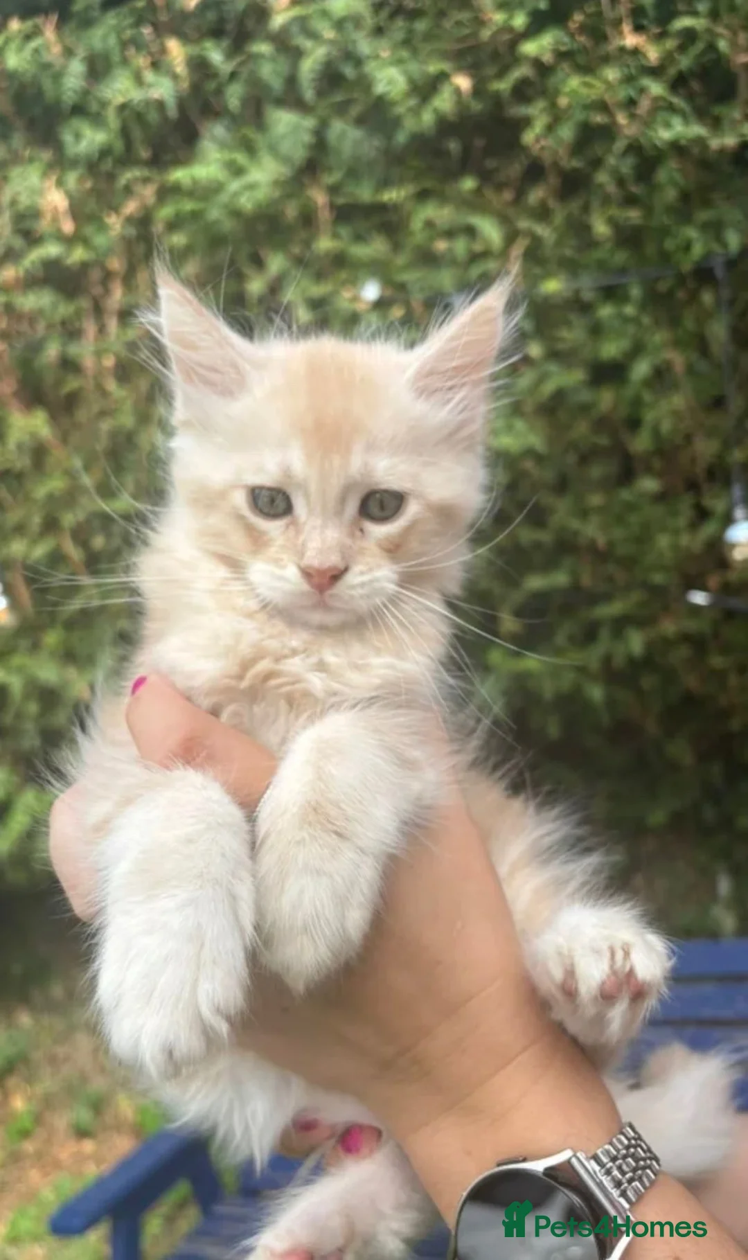 Maine Coon cats for sale: Maine Coon Kittens in Stoke-on-Trent - Advert 7