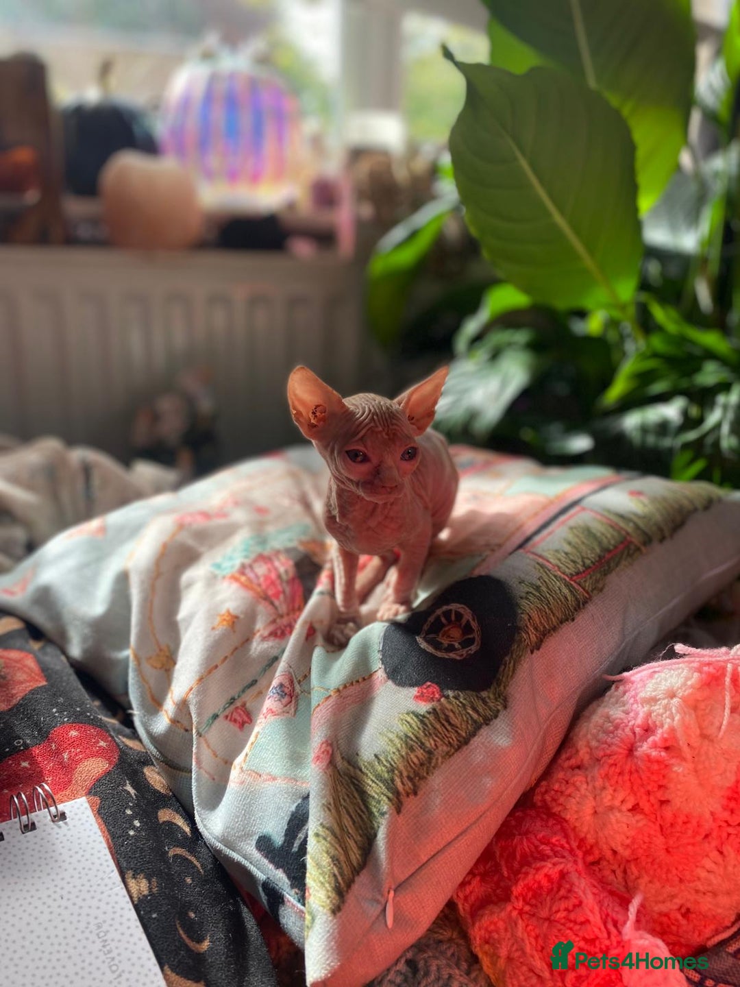 Sphynx cats for sale: Sphynx kittens full of love to give - Image 15