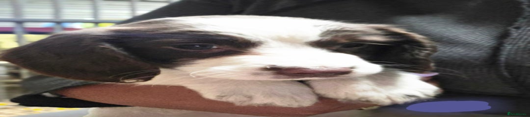 English Springer Spaniel Puppy 3